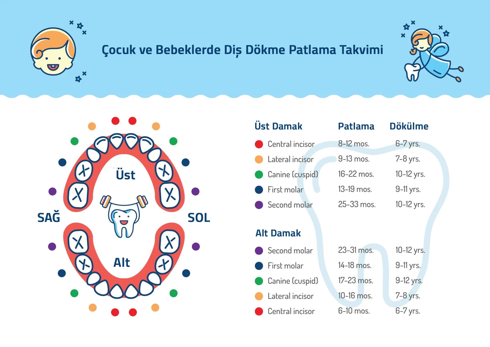 Sut-disi-patlama-ve-dokulme-takvimi dental merkez ağız ve diş sağlığı merkezi Dental merkez ağız ve diş sağlığı merkezi